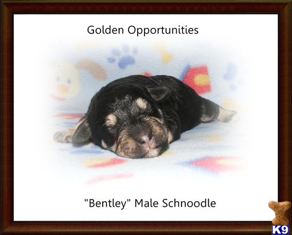 Schnoodle Puppies